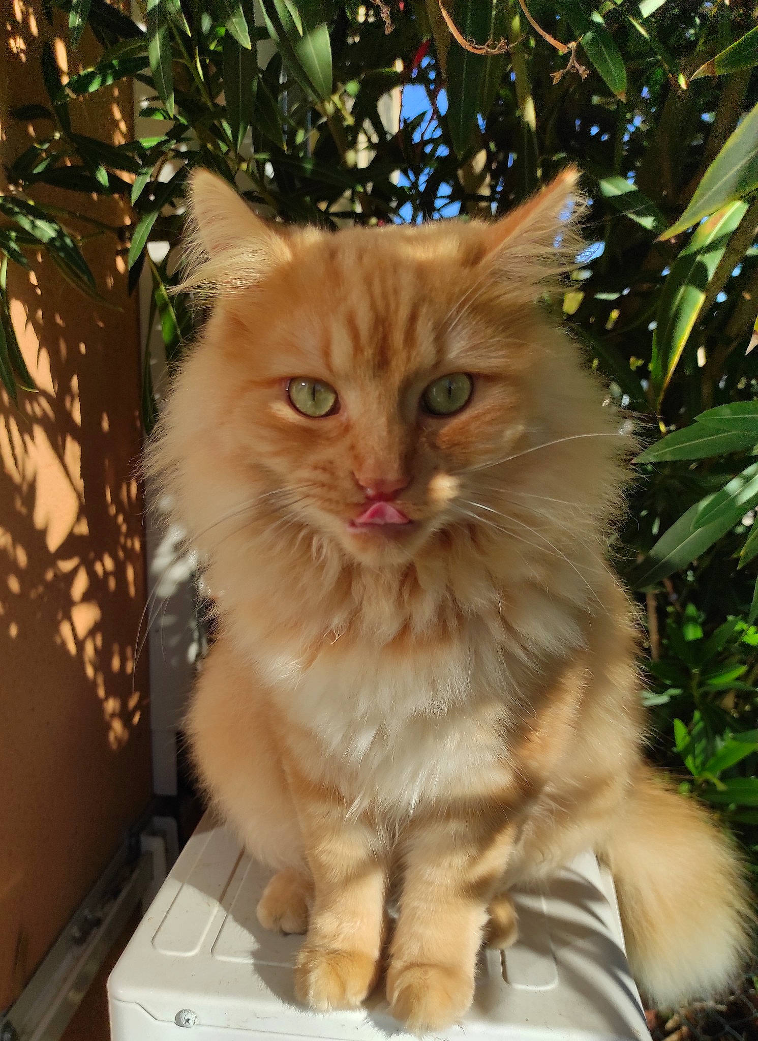 Dobby participe au concours pour gagner de l'argent avec cette photo : box, british_longhair, carnivore, cat, companion_dog, domestic_short_haired_cat, fawn, felidae, fur, grass, paw, plant, sitting, small_to_medium_sized_cats, snout, tail, terrestrial_animal, whiskers, wood