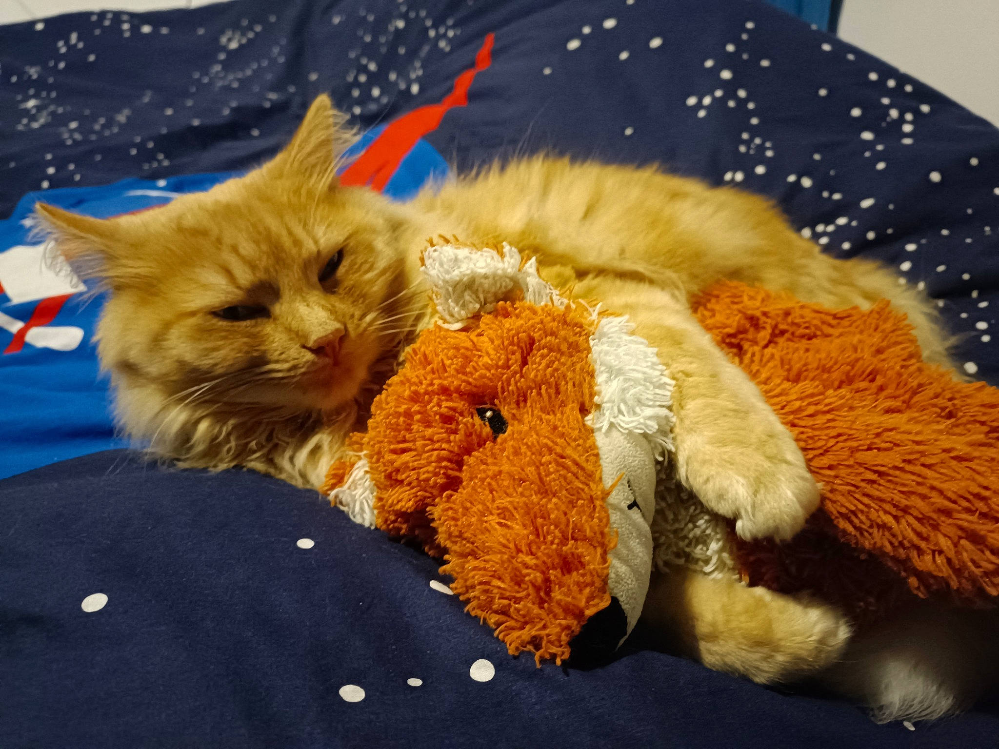 Dobby a rejoint le concours — aidez-le/la à gagner de superbes lots ! bed, carnivore, cat, claw, comfort, domestic_short_haired_cat, fawn, felidae, fur, hat, nap, paw, plush, small_to_medium_sized_cats, snout, stuffed_toy, tail, textile, toy, whiskers