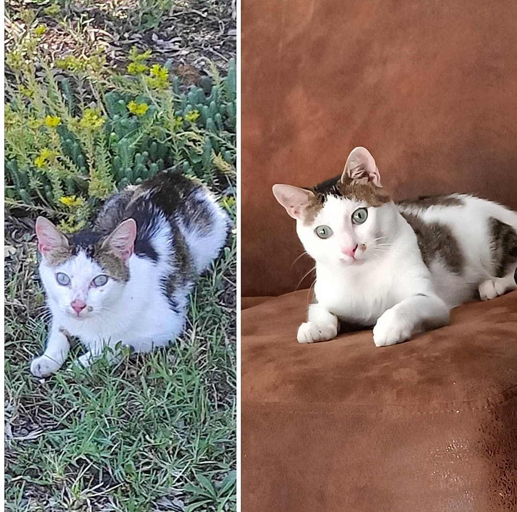 P'Tit Chat Picketts a rejoint le concours — aidez-le/la à gagner de superbes lots ! art, beauty, carnivore, cat, comfort, domestic_short_haired_cat, felidae, fur, grass, groundcover, pattern, paw, photo_caption, plant, sitting, small_to_medium_sized_cats, tail, terrestrial_animal, whiskers, wildlife