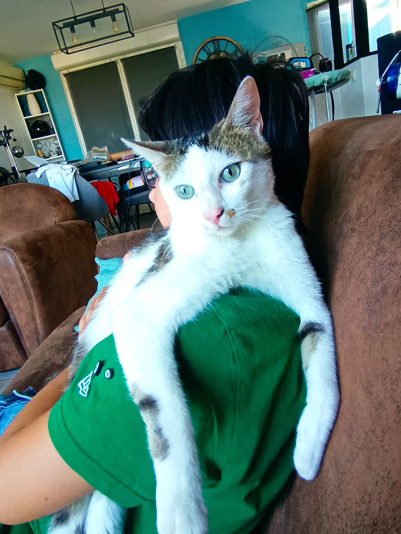 P'Tit Chat Picketts participe au concours pour gagner de l'argent avec cette photo : bookcase, carnivore, cat, comfort, domestic_short_haired_cat, felidae, formal_wear, fur, holiday, human_body, lap, paw, plant, sitting, small_to_medium_sized_cats, tail, tree, whiskers