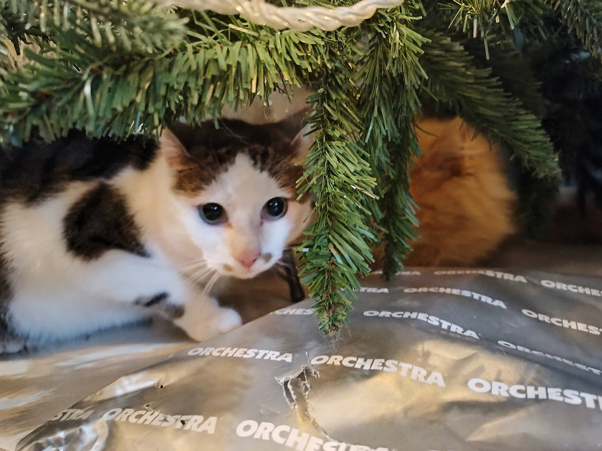 P'Tit Chat Picketts participe au concours pour gagner de l'argent avec cette photo : carnivore, cat, christmas_ornament, christmas_tree, domestic_short_haired_cat, event, fawn, felidae, fur, grass, organism, plant, small_to_medium_sized_cats, snout, tail, tree, twig, whiskers, window, wood