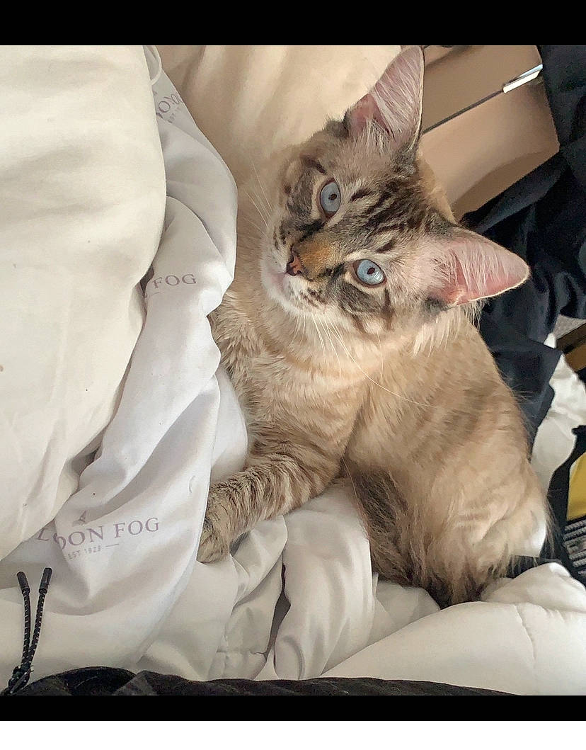 David is registered to the contest to win money with this photo: carnivore, cat, claw, comfort, domestic_short_haired_cat, fawn, felidae, fur, linens, nap, paw, photo_caption, ragdoll, small_to_medium_sized_cats, terrestrial_animal, textile, whiskers