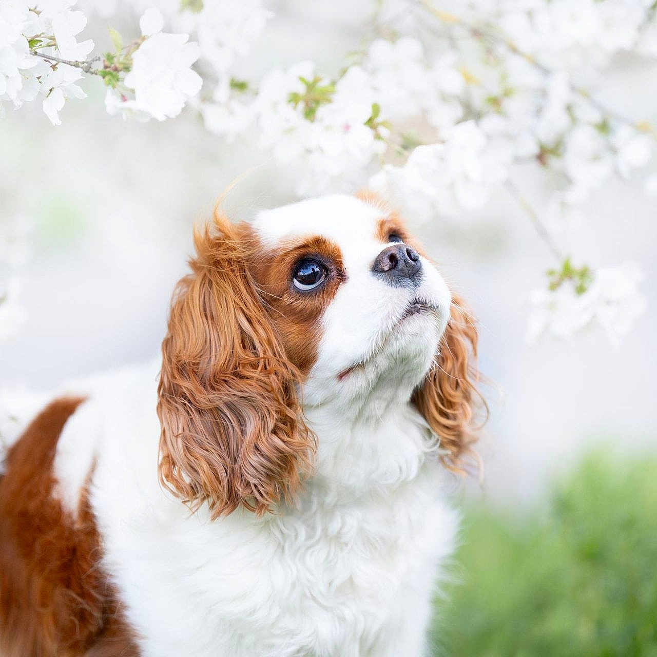 Tayla participe au concours pour gagner de l'argent avec cette photo : adorable, animal, blossom, cavalier_king_charles_spaniel, closeup, cute, dog, ears, fluffy, fur, garden, greenery, looking_up, nature, outdoor, pet, portrait, soft_light, spring, white_flower