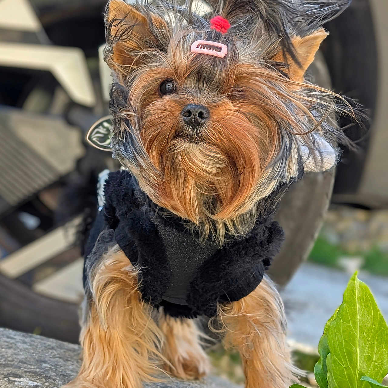 Maya a rejoint le concours — aidez-le/la à gagner de superbes lots ! dog, yorkshire_terrier, pet, animal, fur, hair_clip, black_jacket, outdoor, rock, green_leaves, closeup, cute, small_dog, adorable, portrait, standing, nature, background_blur, paw, ears