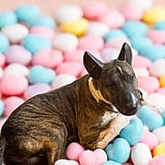 Chapo joined the competition — help win amazing prizes! dog, brindle, heart_shaped, cushions, pastel_colors, pink, blue, yellow, white, pet, animal, indoor, relaxing, cute, cozy, soft, background, lying_down, companion, comfort