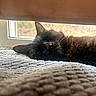 Belle is registered to the contest to win money with this photo: animal, black_cat, blanket, cat, close_up, cozy, curtain, fur, home, indoor, nap, pet, quiet, relaxation, resting, sleeping, sunlight, texture, whiskers, window