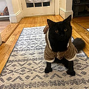 Belle is registered to the contest to win money with this photo: black_cat, cat, coat, costume, curtain, cute, door, floor, fluffy_tail, furniture, hardwood_floor, home_interior, indoor, patterned_rug, pet, pet_clothing, portrait, rug, whiskers, yellow_eyes