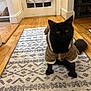 black_cat, cat, coat, costume, curtain, cute, door, floor, fluffy_tail, furniture, hardwood_floor, home_interior, indoor, patterned_rug, pet, pet_clothing, portrait, rug, whiskers, yellow_eyes