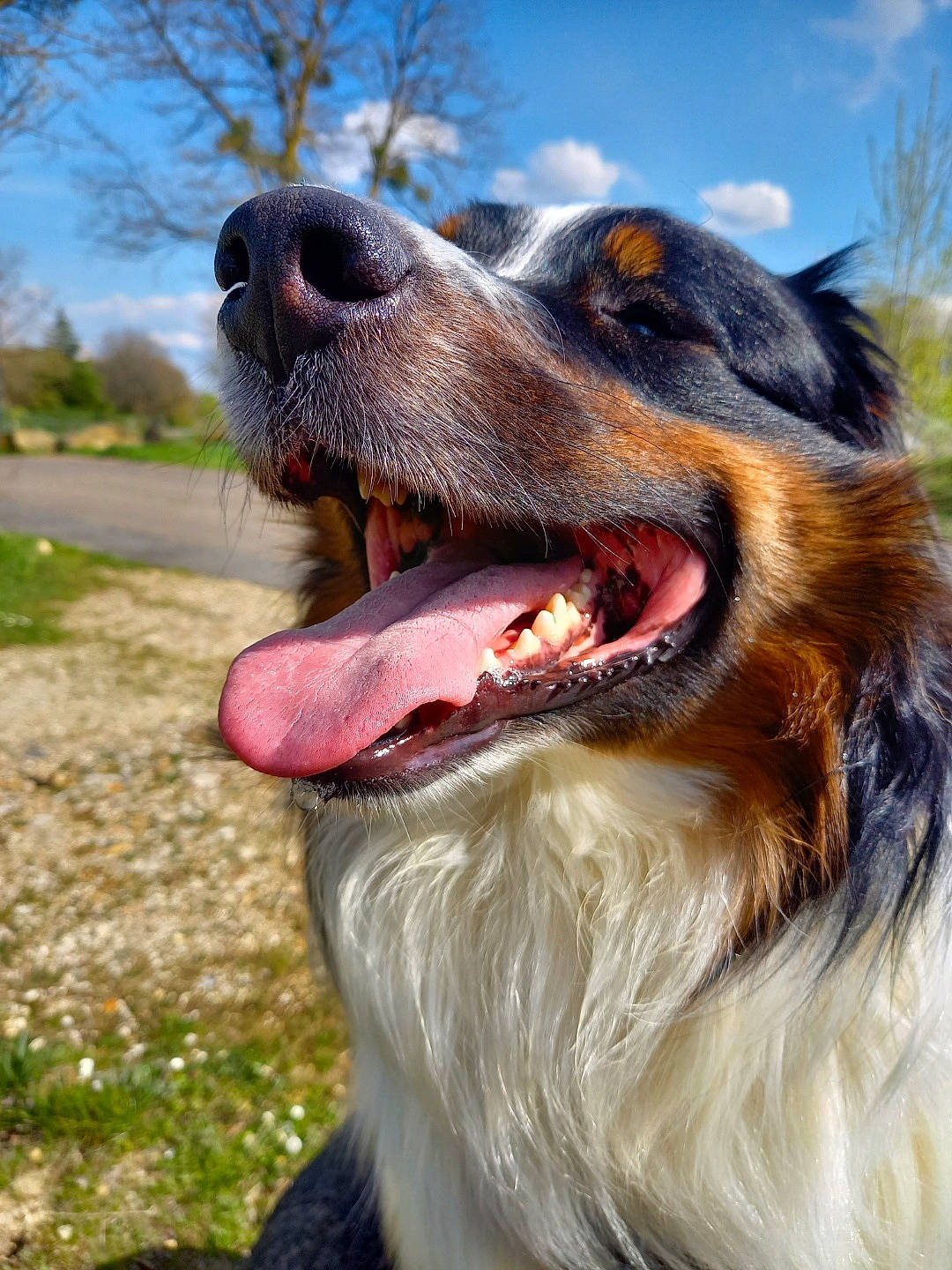 Raf a rejoint le concours — aidez-le/la à gagner de superbes lots ! canidae, carnivore, cloud, companion_dog, dog, dog_breed, fang, fur, jaw, liver, mammal, plant, pont_audemer_spaniel, sky, smile, snout, sporting_group, tree, whiskers, yawn