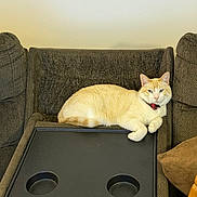 Casper joined the competition — help win amazing prizes! cat, feline, cream_colored, collar, red_collar, lounging, chair, cushion, tray, cup_holders, indoor, pet, relaxed, fur, whiskers, ears, tail, home, furniture, wall