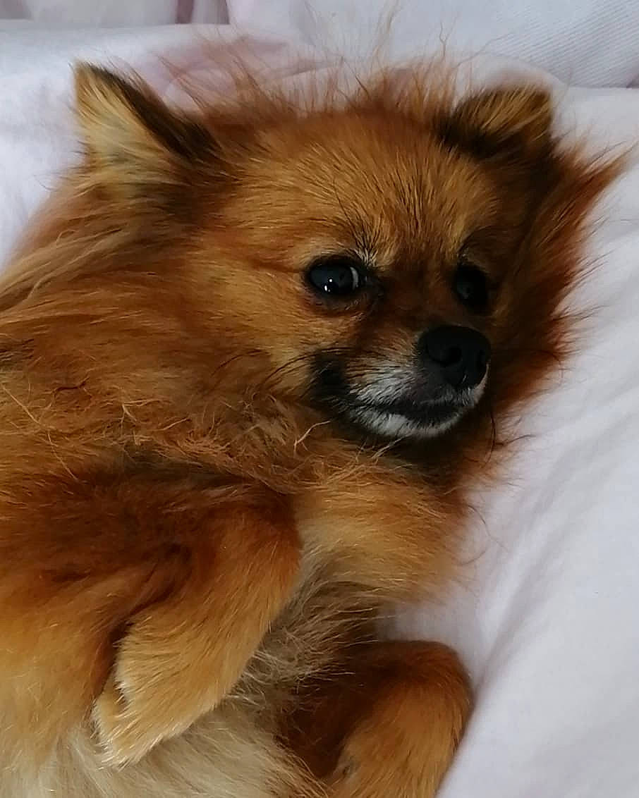 Nikita participe au concours pour gagner de l'argent avec cette photo : ancient_dog_breeds, canidae, carnivore, companion_dog, dog, dog_breed, fawn, fur, german_spitz, german_spitz_klein, german_spitz_mittel, mammal, pomeranian, puppy, snout, spitz, tibetan_spaniel, vertebrate, volpino_italiano, whiskers