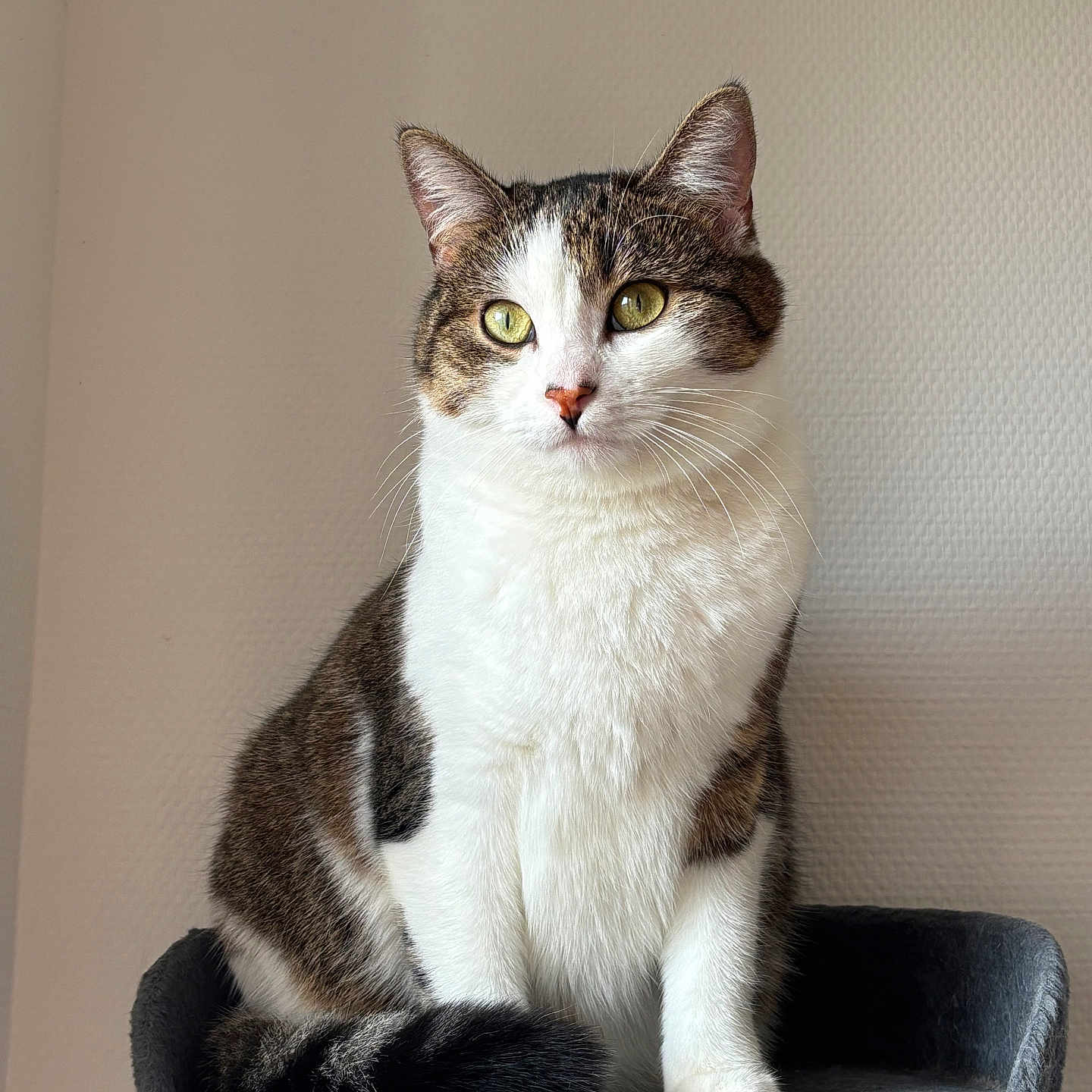 Molly participe au concours pour gagner de l'argent avec cette photo : abyssinian, angora, animal, cat, egyptiancat, kitten, manx, pet, siamese