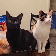 Koka And Kaky is registered to the contest to win money with this photo: cat, black_cat, calico_cat, table, wooden_table, chair, kitchen, indoor, pet, animal, feline, curious, sitting, domestic_cat, food_packaging, tile_floor, snack, bakery, box, bag