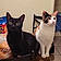 Koka And Kaky