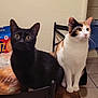 cat, black_cat, calico_cat, table, wooden_table, chair, kitchen, indoor, pet, animal, feline, curious, sitting, domestic_cat, food_packaging, tile_floor, snack, bakery, box, bag
