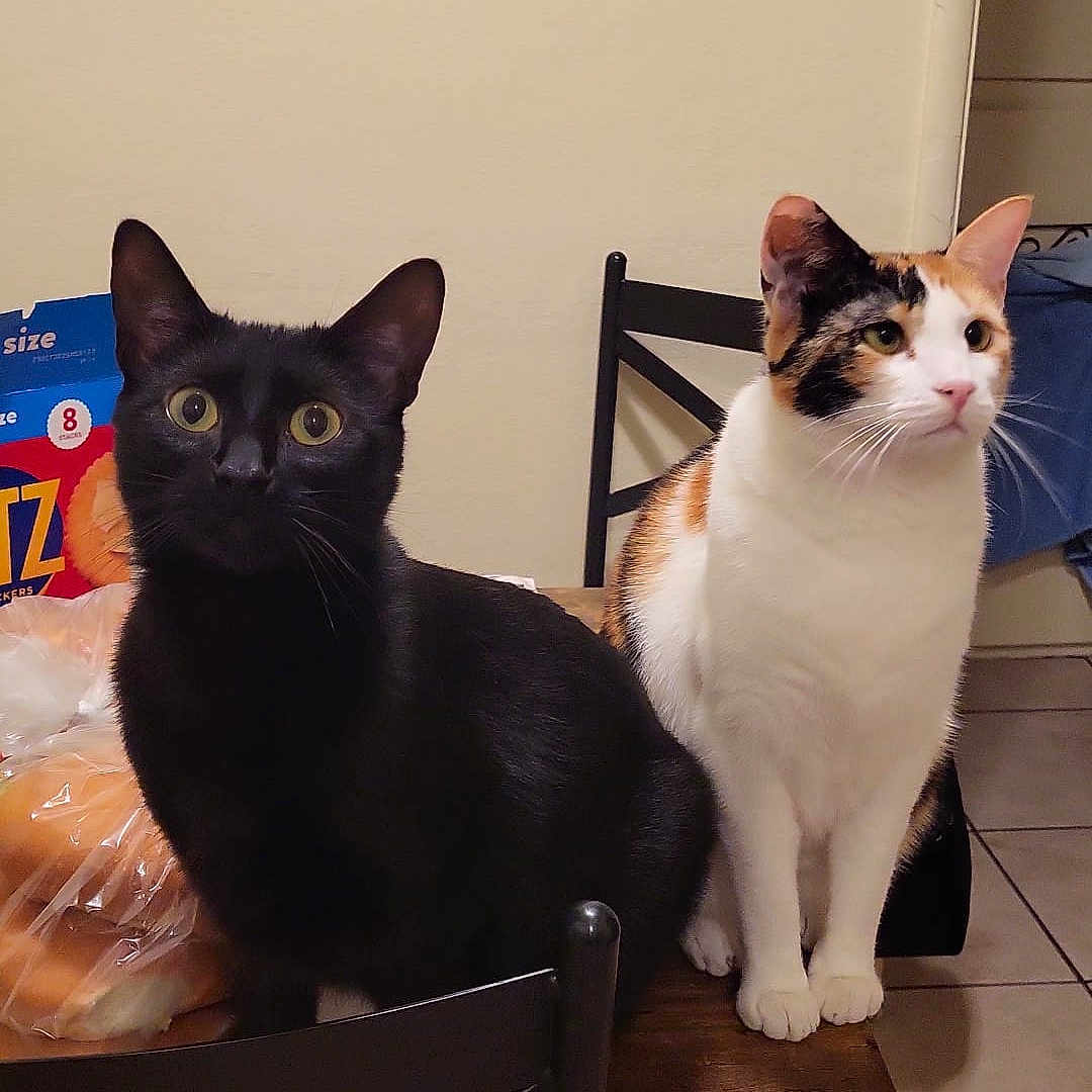 Koka And Kaky is registered to the contest to win money with this photo: animal, bag, bakery, black_cat, box, calico_cat, cat, chair, curious, domestic_cat, feline, food_packaging, indoor, kitchen, pet, sitting, snack, table, tile_floor, wooden_table