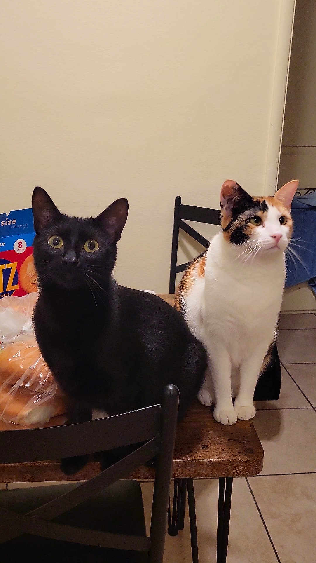 Koka And Kaky is registered to the contest to win money with this photo: cat, black_cat, calico_cat, table, wooden_table, chair, kitchen, indoor, pet, animal, feline, curious, sitting, domestic_cat, food_packaging, tile_floor, snack, bakery, box, bag
