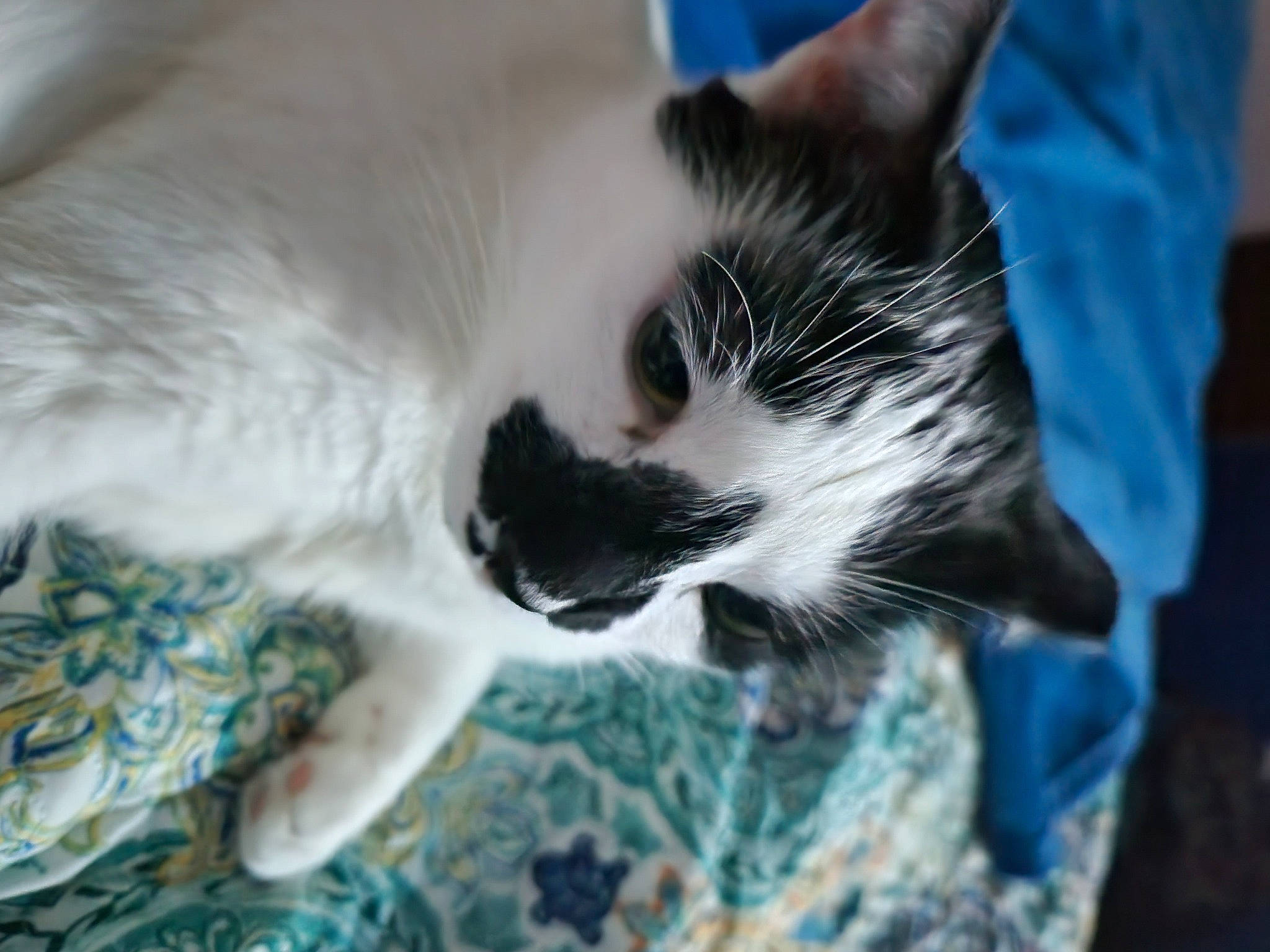 Max joined the competition — help win amazing prizes! carnivore, cat, claw, comfort, domestic_short_haired_cat, electric_blue, eye, felidae, foot, fur, grass, nap, paw, small_to_medium_sized_cats, snout, tail, whiskers