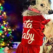 Gypsy Moon joined the competition — help win amazing prizes! animal, celebration, christmas, christmas_tree, costume, cute, decorations, dog, festive, fur, holiday, holiday_spirit, indoor, lights, pet, portrait, red_clothing, santa_hat, seasonal, winter