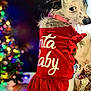 animal, celebration, christmas, christmas_tree, costume, cute, decorations, dog, festive, fur, holiday, holiday_spirit, indoor, lights, pet, portrait, red_clothing, santa_hat, seasonal, winter