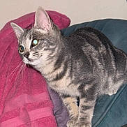 Duke joined the competition — help win amazing prizes! cat, kitten, tabby_cat, pet, fur, whiskers, ears, eyes, paws, stripes, sofa, armrest, blanket, towel, indoor, domestic_animal, close_up, curious, flash, home