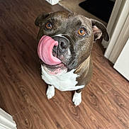 Ozzy is registered to the contest to win money with this photo: animal, brown, canine, companion, cute, dog, ears, eyes, floor, friendly, indoor, licking, looking_up, mouth, nose, pet, playful, tongue, white, wooden_floor