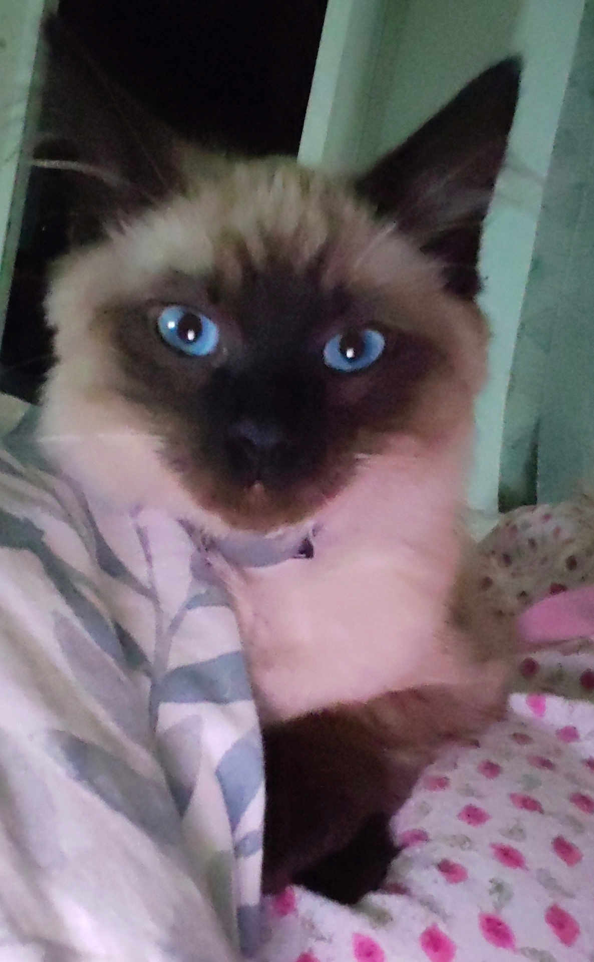 Gucci a rejoint le concours — aidez-le/la à gagner de superbes lots ! cat, siamese_cat, blue_eyes, fur, pet, indoor, blanket, pattern, cozy, closeup, animal, mammal, whiskers, ears, face, resting, cute, domestic, comfort, sleepy