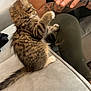 animal, arm, black_shirt, cat, couch, feline, furniture, furry, green_pants, human, indoor, interaction, kitten, paw, pet, playful, side_view, tabby, tattoo, whiskers