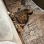 Lucy joined the competition — help win amazing prizes! animal, carpet, cat, couch, curious, ears, feline, fur, home, indoor, kitten, paws, pet, playful, rug, small, tabby, whiskers, wood_floor, young