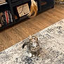 books, cat, cozy, curious, decor, domestic_cat, feather, floor, furniture, home, indoor, kitten, pet, playful, rug, shelving_unit, small_animal, toy, wooden_floor, young_cat