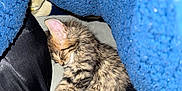 Lucy joined the competition — help win amazing prizes! kitten, sleeping, animal, pet, feline, cozy, blanket, fur, cute, nap, resting, soft, comfort, indoor, closeup, small, young, mammal, warm, peaceful