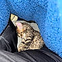 kitten, sleeping, animal, pet, feline, cozy, blanket, fur, cute, nap, resting, soft, comfort, indoor, closeup, small, young, mammal, warm, peaceful