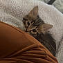 Lucy is registered to the contest to win money with this photo: kitten, cat, pet, animal, furry, cute, brown, white, blanket, soft, cozy, indoor, fur, young, small, resting, closeup, fabric, blurred_background, domestic