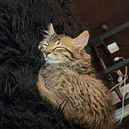 Lucy joined the competition — help win amazing prizes! animal, black_blanket, cozy, cute, domestic_cat, ears, fur, fuzzy, indoor, kitten, peaceful, pet, resting, sleeping, small, soft, striped, tail, whiskers, young