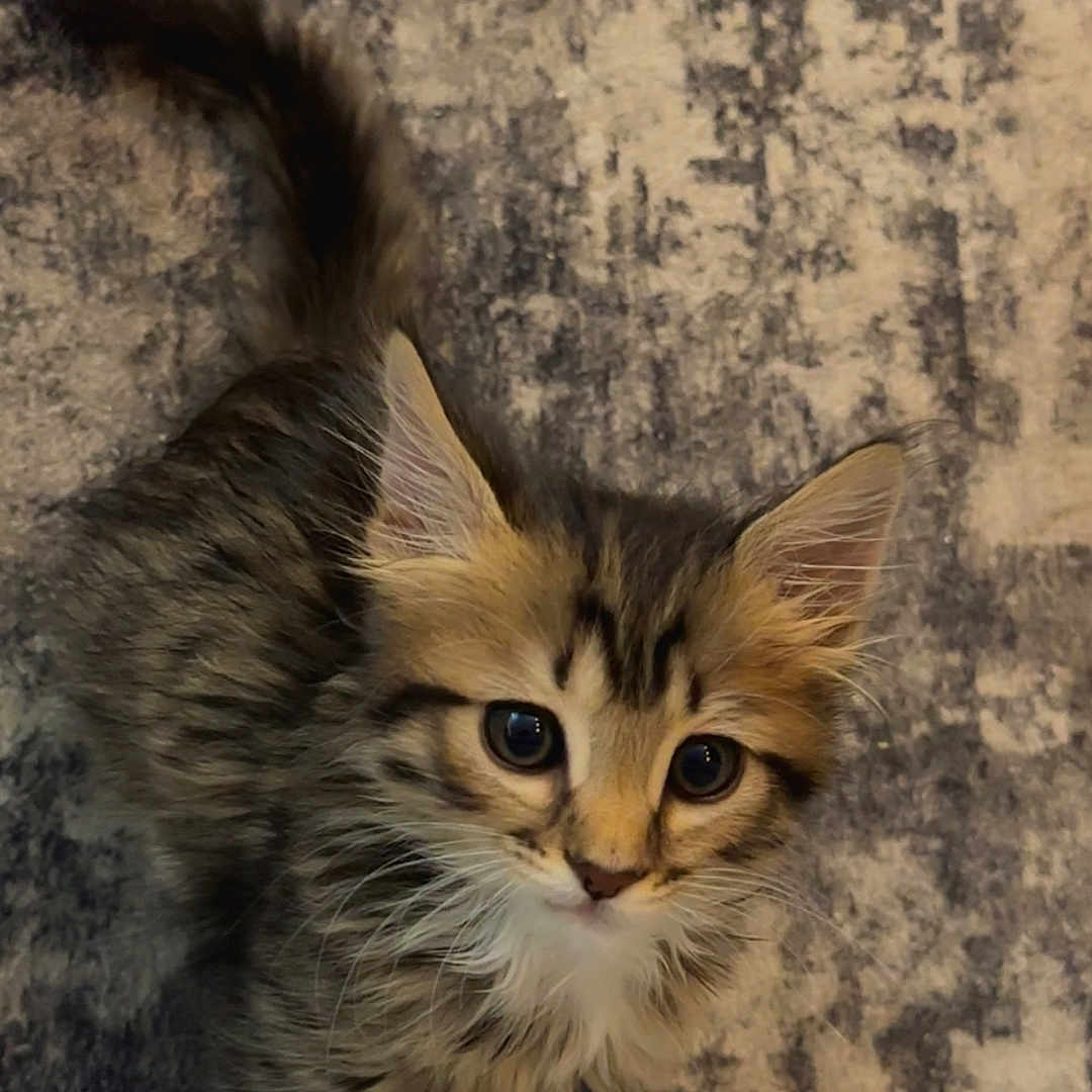 Lucy is registered to the contest to win money with this photo: animal, cat, curious, cute, domestic_animal, ears, feline, floor, fur, indoor, kitten, looking_up, pet, playful, rug, small, tabby, tail, whiskers, young