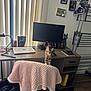 blanket, books, cat, chair, curtains, decor, desk, dumbbells, floor, furniture, home_office, kitten, lamp, laptop, monitor, mouse, notebook, pet, picture_frames, wall