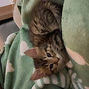 Lucy joined the competition — help win amazing prizes! kitten, cat, feline, pet, animal, blanket, green_blanket, cozy, soft_texture, indoor, couch, fur, tabby, cute, resting, small_animal, curious, young, domestic_cat, home