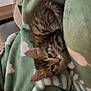 kitten, cat, feline, pet, animal, blanket, green_blanket, cozy, soft_texture, indoor, couch, fur, tabby, cute, resting, small_animal, curious, young, domestic_cat, home