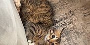 Lucy joined the competition — help win amazing prizes! animal, cat, couch, curious, cute, domestic, floor, fur, hiding, indoor, kitten, paws, pet, playing, relaxed, rug, tabby, whiskers, wood_floor, young