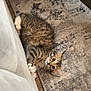 animal, cat, couch, curious, cute, domestic, floor, fur, hiding, indoor, kitten, paws, pet, playing, relaxed, rug, tabby, whiskers, wood_floor, young
