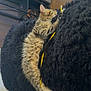 Lucy joined the competition — help win amazing prizes! animal, black, cat, comfort, cozy, cushion, cute, fur, furry, home, indoor, kitten, nap, pet, relaxing, resting, sleeping, soft, tabby, yellow