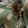 Lucy is registered to the contest to win money with this photo: kitten, cat, sleeping, blanket, green_blanket, tabby, fur, cozy, cute, pet, indoor, resting, animal, soft, comfort, small, paw, whiskers, relaxed, nap
