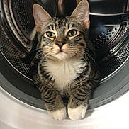 Tigrou participe au concours pour gagner de l'argent avec cette photo : cat, tabby_cat, washing_machine, indoor, pet, animal, curious, white_paws, metallic, drum, looking_at_camera, feline, domestic_cat, household, appliance, close_up, portrait, fur, whiskers, paws