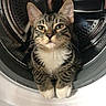 cat, tabby_cat, washing_machine, indoor, pet, animal, curious, white_paws, metallic, drum, looking_at_camera, feline, domestic_cat, household, appliance, close_up, portrait, fur, whiskers, paws