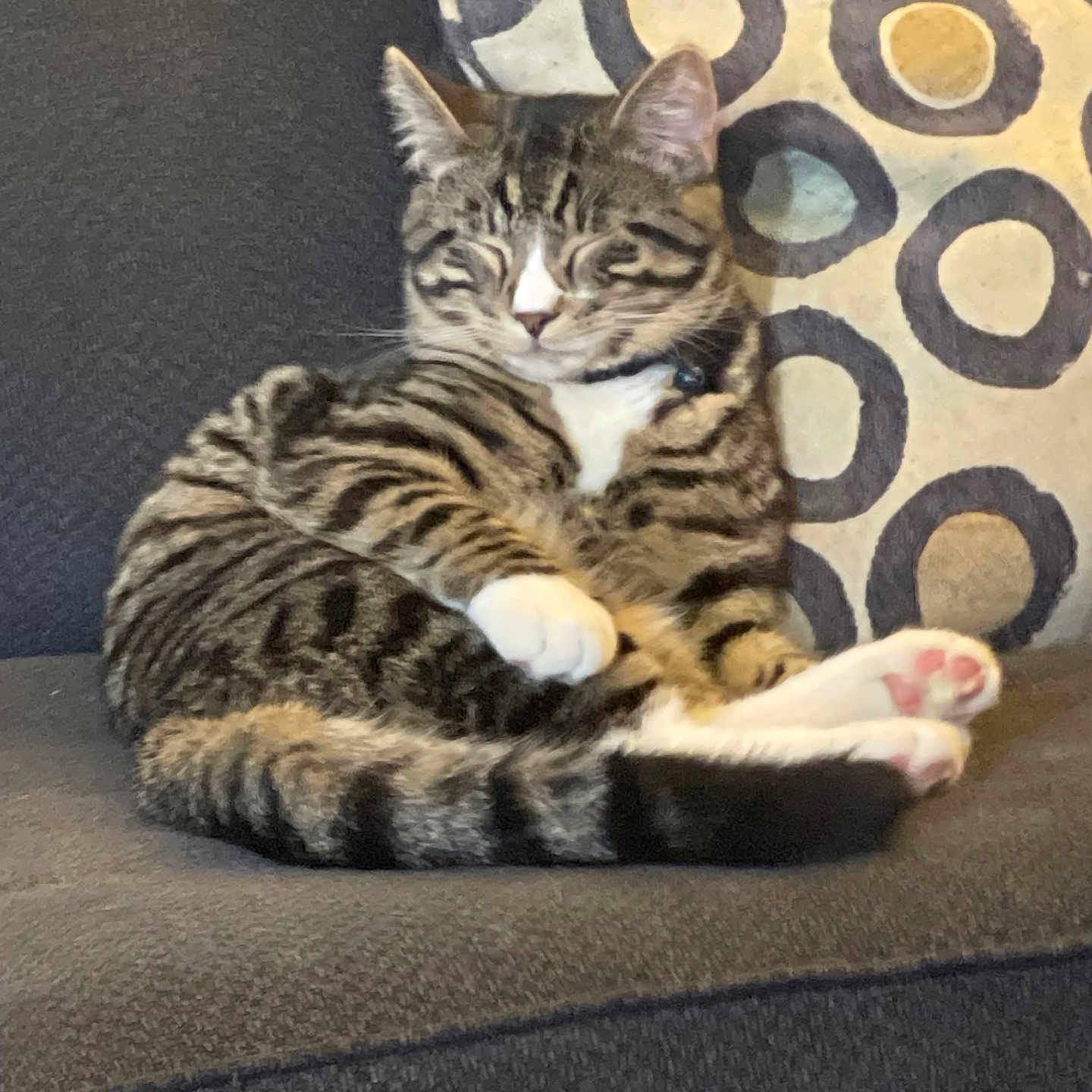 Sky is registered to the contest to win money with this photo: animal, cat, close_up, couch, cozy, cute, domestic_animal, feline, fur, home, indoor, pattern, paw, pet, pillow, relaxation, resting, sleeping, tabby_cat, whiskers