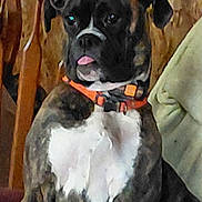 Luna is registered to the contest to win money with this photo: dog, boxer, brindle, orange_collar, tongue_out, indoor, wooden_chair, person, green_shirt, pet, animal, sitting, curious, white_chest, fur, canine, companion, domestic, household, portrait