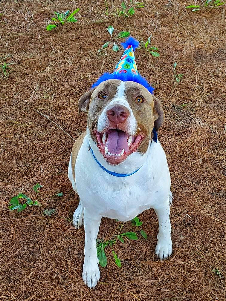 Buckeye is registered to the contest to win money with this photo: canidae, carnivore, collar, companion_dog, dog, dog_breed, dog_collar, dog_supply, fang, fawn, grass, happy, hunting_dog, non_sporting_group, plant, smile, snout, soil, sporting_group, working_animal