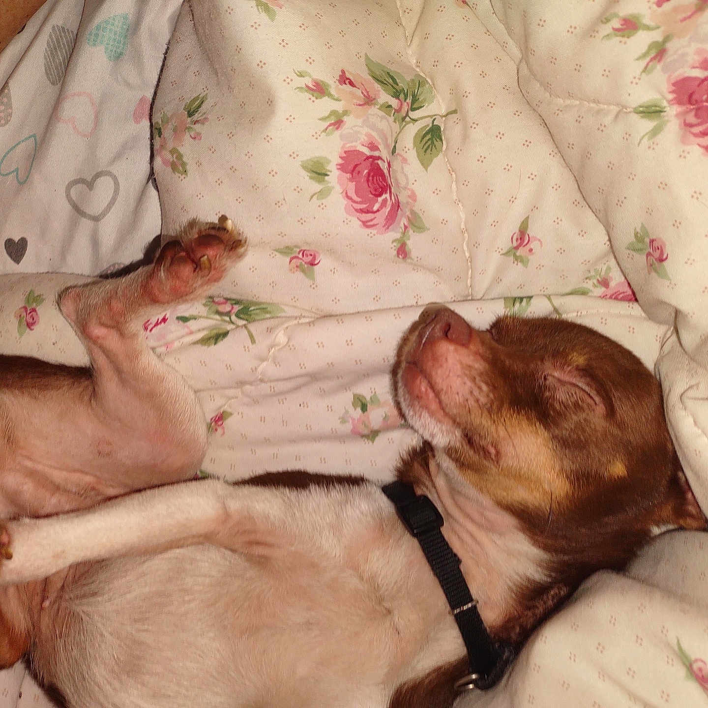 Gizzy is registered to the contest to win money with this photo: animal, baby, bed, blanket, bulldog, canine, chihuahua, couch, cushion, dog, furniture, homedecor, hound, linen, person, pet, pitbull, puppy, quilt, sleeping