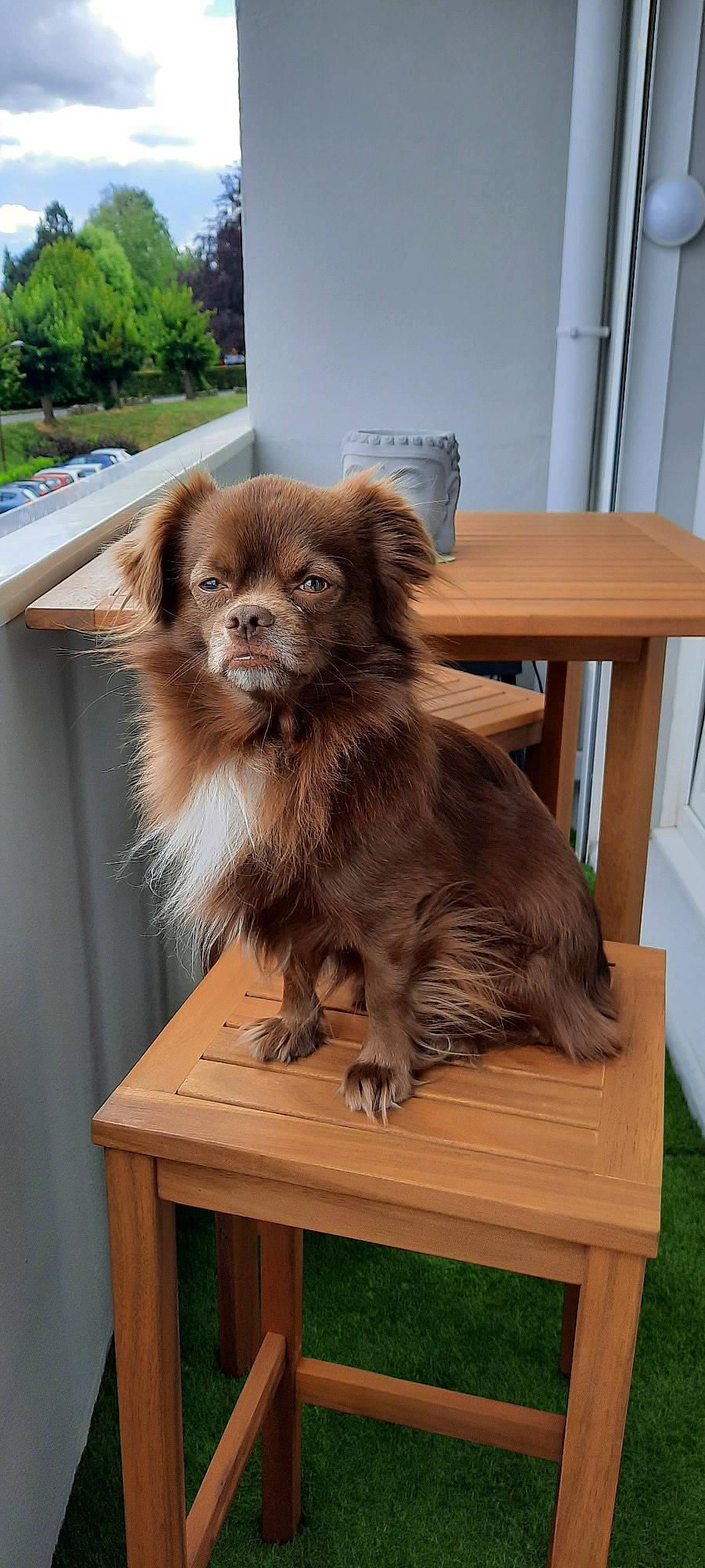 Nesquik a rejoint le concours — aidez-le/la à gagner de superbes lots ! canidae, carnivore, chair, companion_dog, dog, dog_breed, fawn, fur, hardwood, liver, puppy, snout, sporting_group, table, terrestrial_animal, toy_dog, whiskers, wood, wood_stain, working_animal