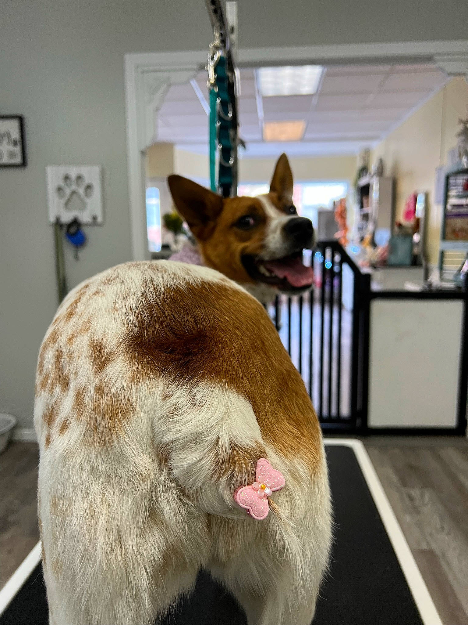 Dixie joined the competition — help win amazing prizes! carnivore, collar, companion_dog, dog, dog_breed, dog_supply, fawn, felidae, flooring, fur, party_hat, picture_frame, small_to_medium_sized_cats, snout, spitz, tail, whiskers, window, wood, working_animal